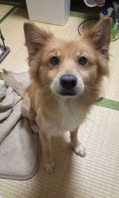 迷子犬情報 宇都宮市 茶色の雑種 みぶ里親会便り